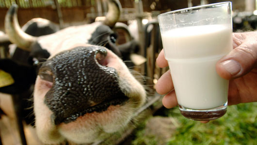 Raw Milk Wins In America